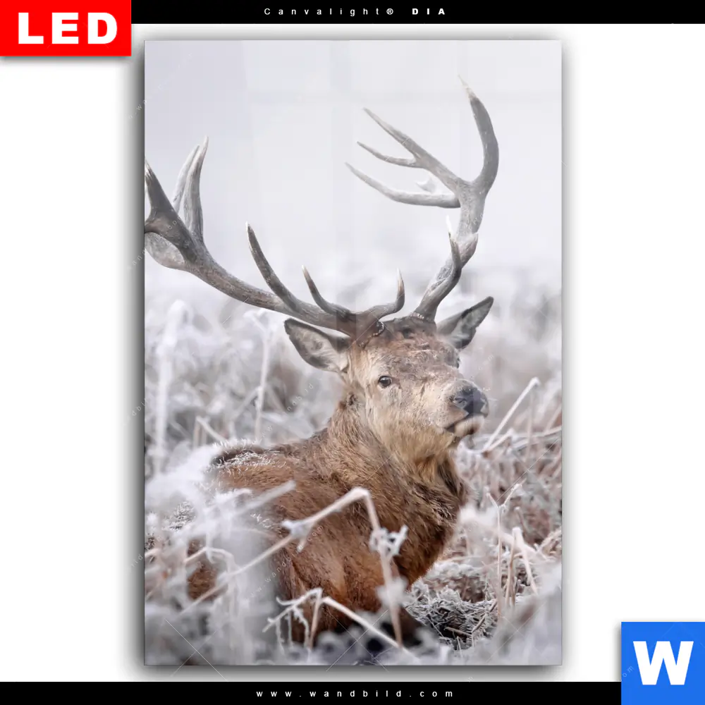Wechselmotiv Acrylglas Canvalight® DIA | Rothirsch im Winter | Hochformat - Image 2