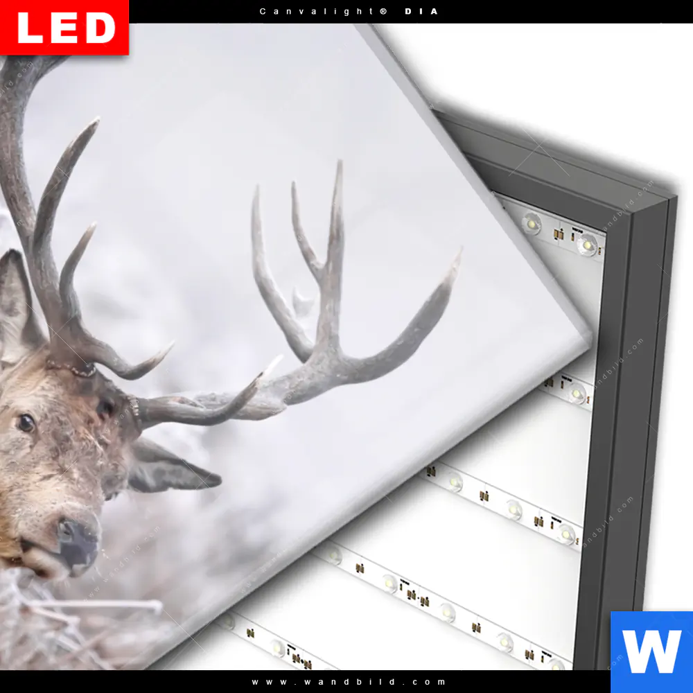 Wechselmotiv Acrylglas Canvalight® DIA | Rothirsch im Winter | Hochformat - Image 3