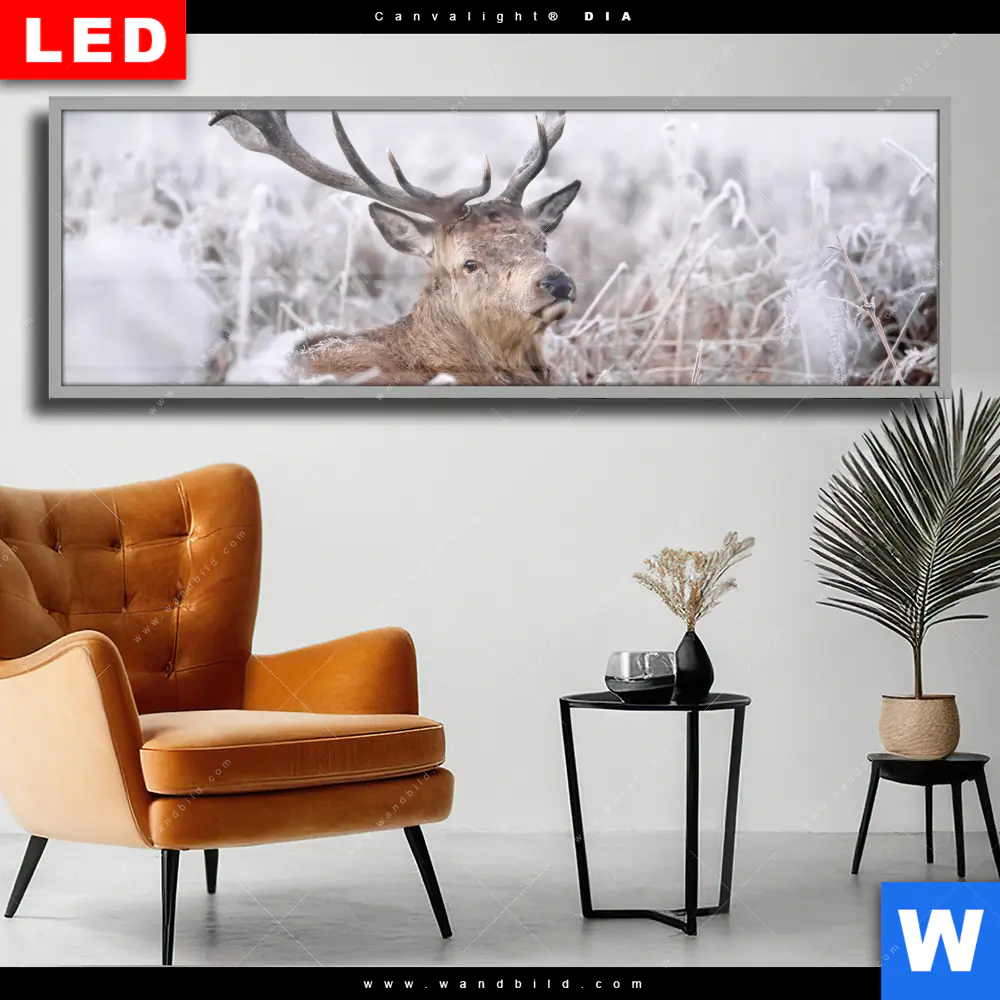 Wechselmotiv Acrylglas Canvalight® DIA | Rothirsch im Winter | Panorama