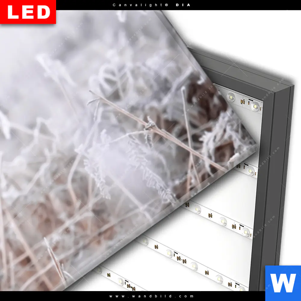 Wechselmotiv Acrylglas Canvalight® DIA | Rothirsch im Winter | Panorama - Image 3