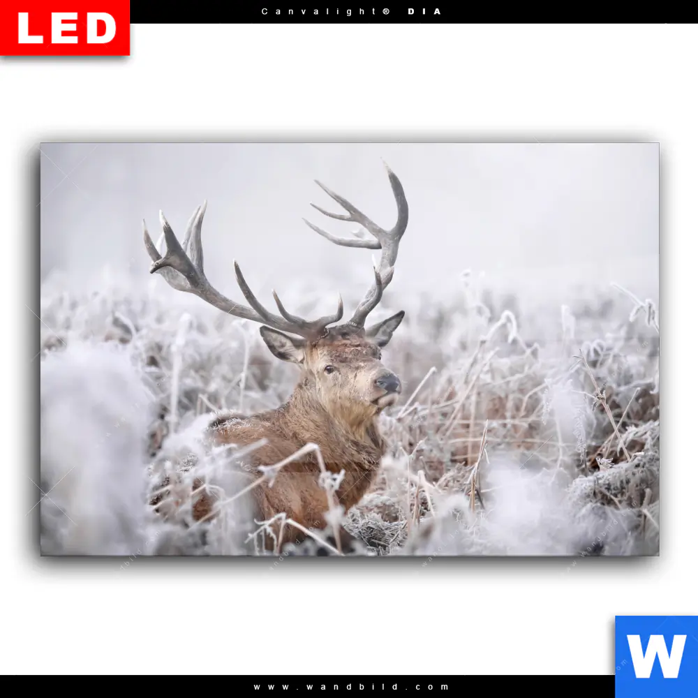 Wechselmotiv Acrylglas Canvalight® DIA | Rothirsch im Winter | Querformat - Image 2