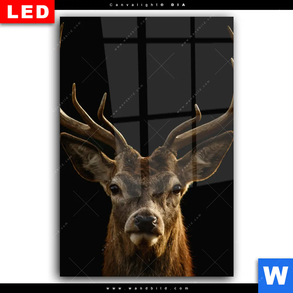 Wechselmotiv Acrylglas Canvalight® DIA | Rotwild Porträt | Hochformat - Image 2