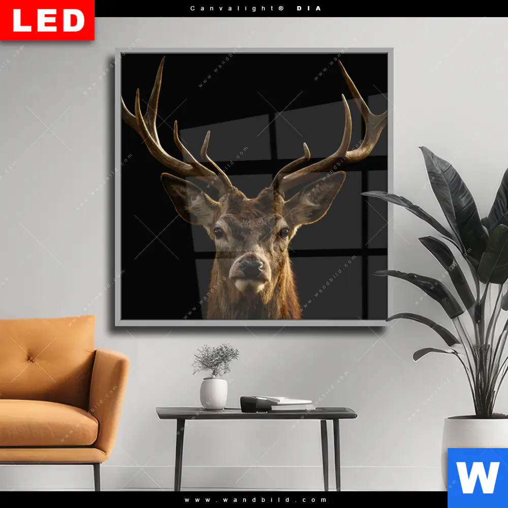 Wechselmotiv Acrylglas Canvalight® DIA | Rotwild Porträt | Quadrat