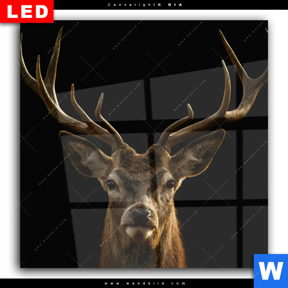 Wechselmotiv Acrylglas Canvalight® DIA | Rotwild Porträt | Quadrat - Image 2