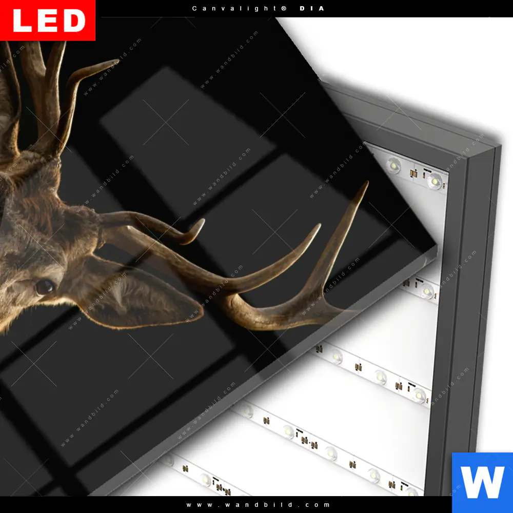 Wechselmotiv Acrylglas Canvalight® DIA | Rotwild Porträt | Quadrat - Image 3