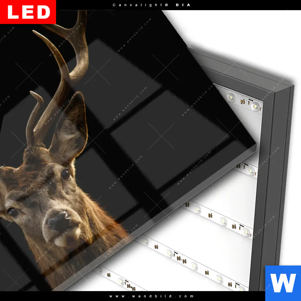 Wechselmotiv Acrylglas Canvalight® DIA | Rotwild Porträt | Querformat - Image 3