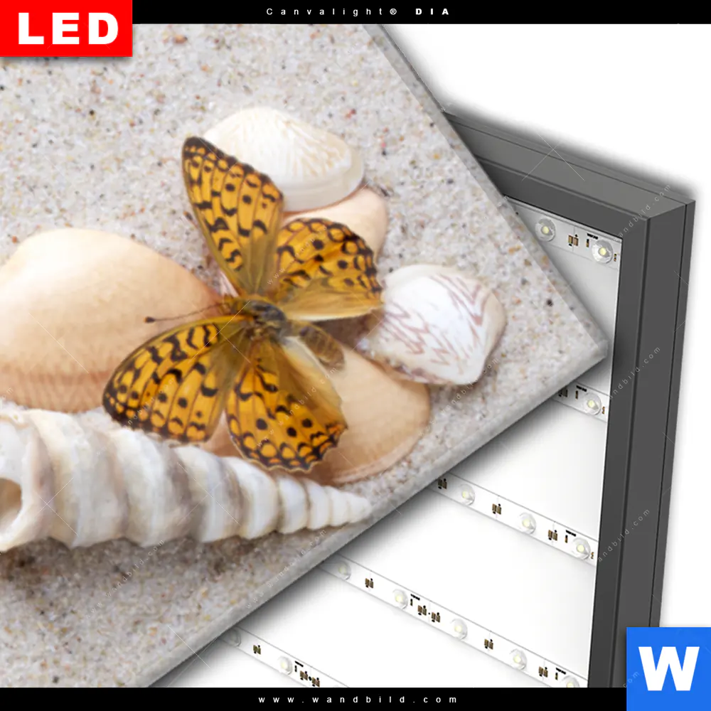 Wechselmotiv Acrylglas Canvalight® DIA | Schmetterlinge & Muscheln im Sand | Panorama - Image 3