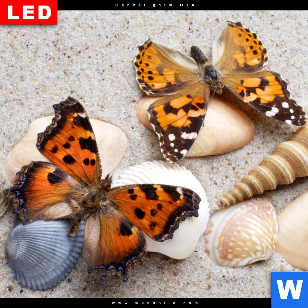 Wechselmotiv Acrylglas Canvalight® DIA | Schmetterlinge & Muscheln im Sand | Panorama - Image 4