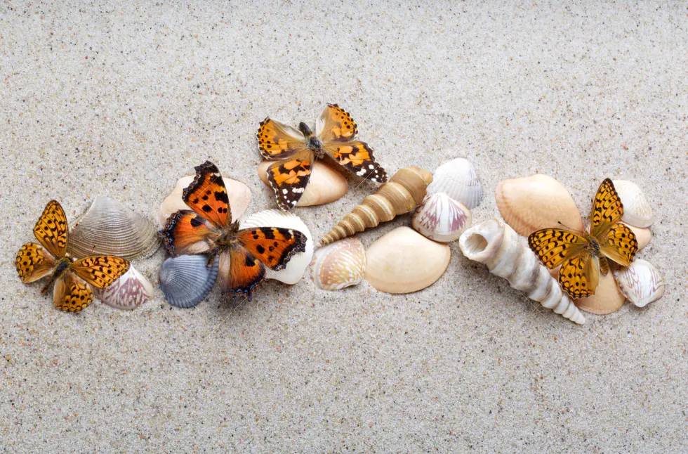 Wechselmotiv Acrylglas Canvalight® DIA | Schmetterlinge & Muscheln im Sand | Panorama - Image 5