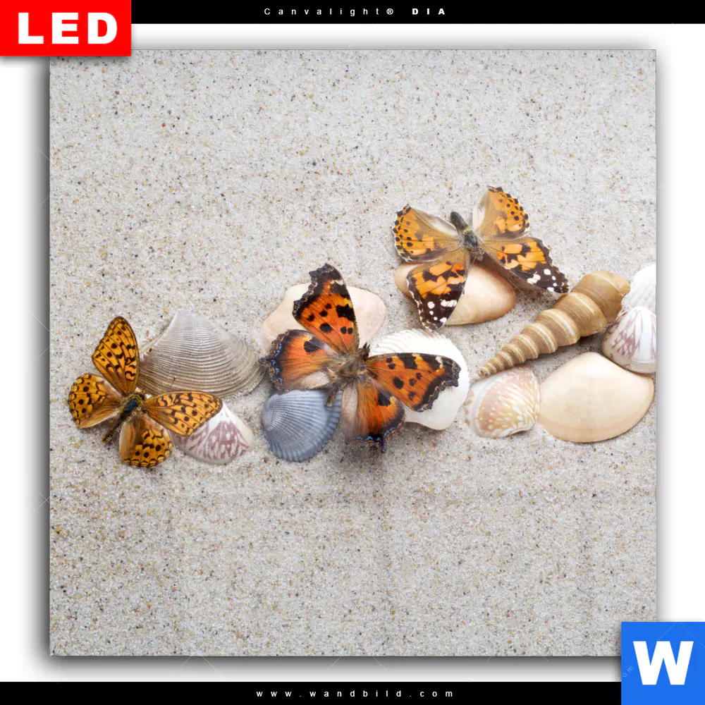 Wechselmotiv Acrylglas Canvalight® DIA | Schmetterlinge & Muscheln im Sand | Quadrat - Image 2