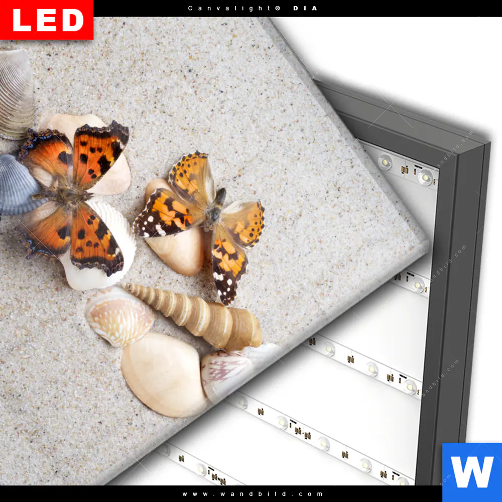 Wechselmotiv Acrylglas Canvalight® DIA | Schmetterlinge & Muscheln im Sand | Quadrat - Image 3