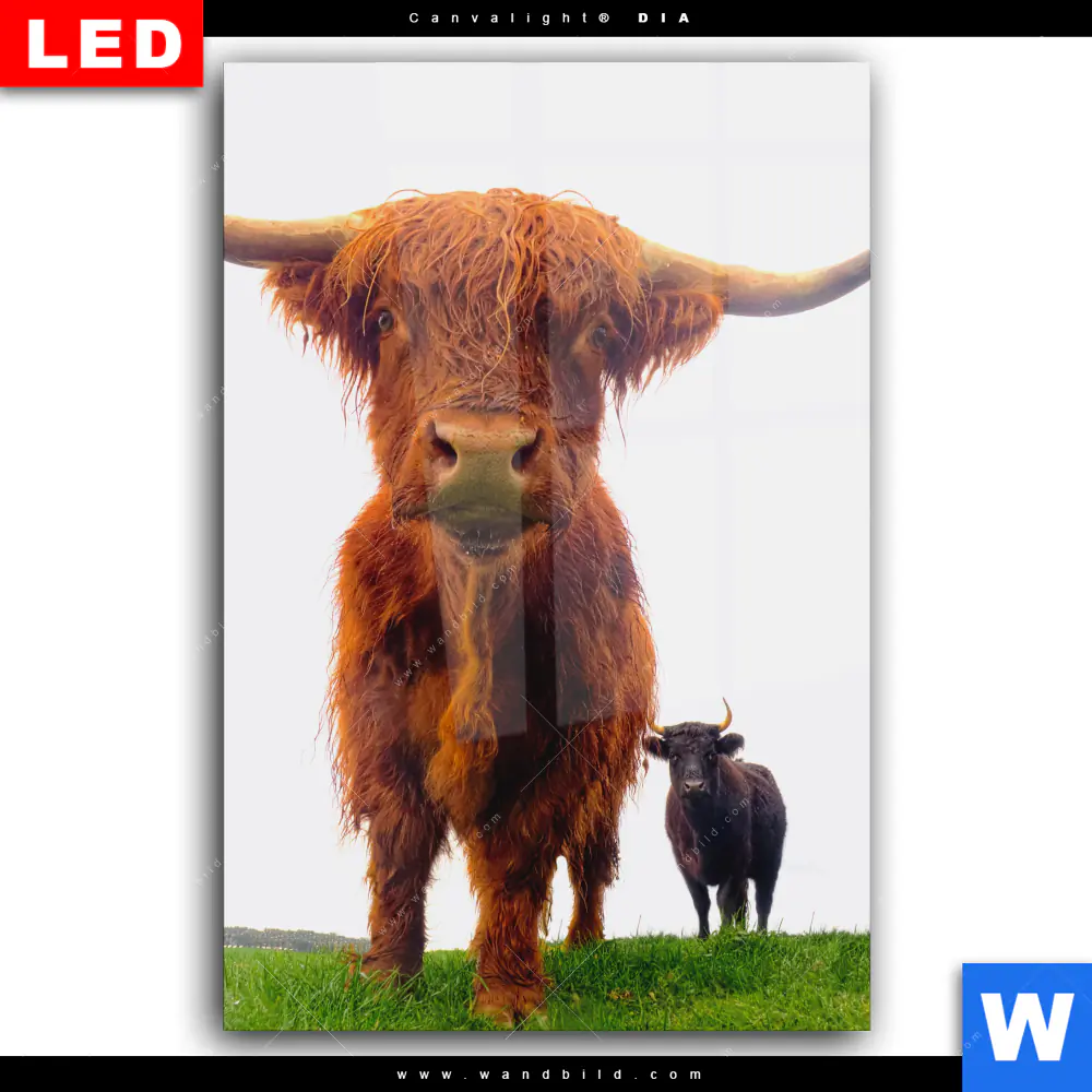 Wechselmotiv Acrylglas Canvalight® DIA | Schottisches Hochlandrind | Hochformat - Image 2