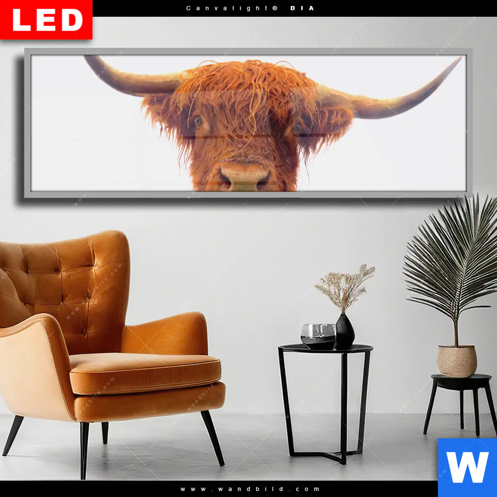 Wechselmotiv Acrylglas Canvalight® DIA | Schottisches Hochlandrind | Panorama