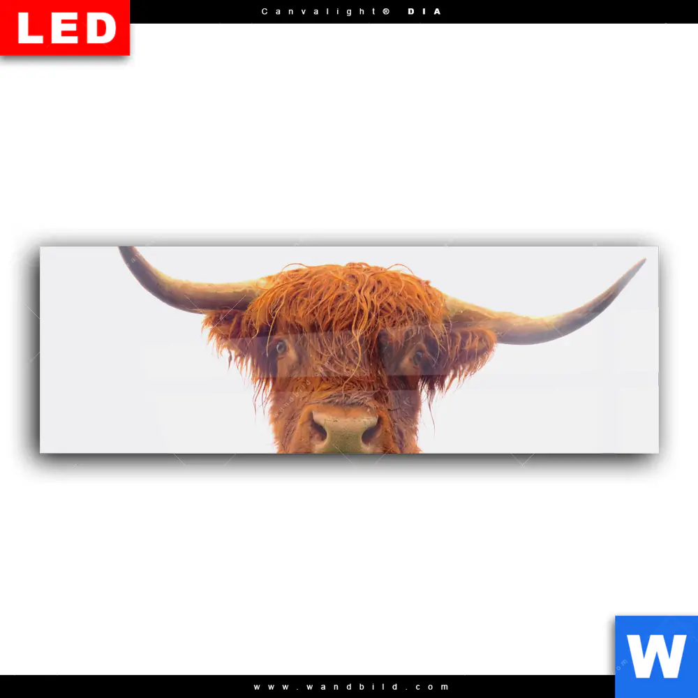 Wechselmotiv Acrylglas Canvalight® DIA | Schottisches Hochlandrind | Panorama - Image 2