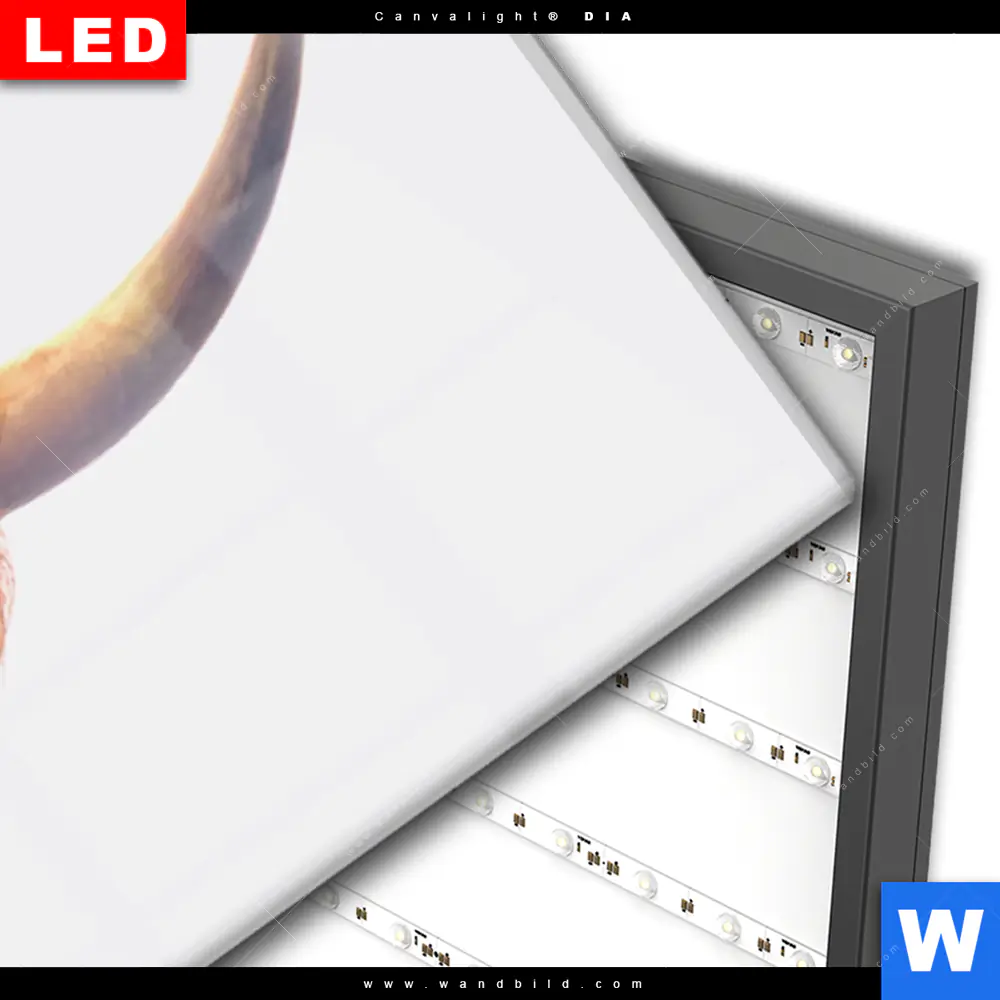 Wechselmotiv Acrylglas Canvalight® DIA | Schottisches Hochlandrind | Panorama - Image 3