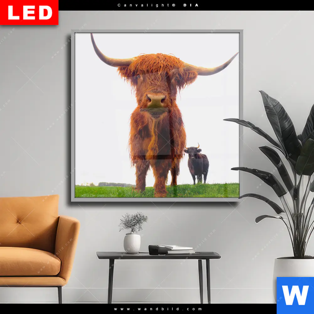 Wechselmotiv Acrylglas Canvalight® DIA | Schottisches Hochlandrind | Quadrat