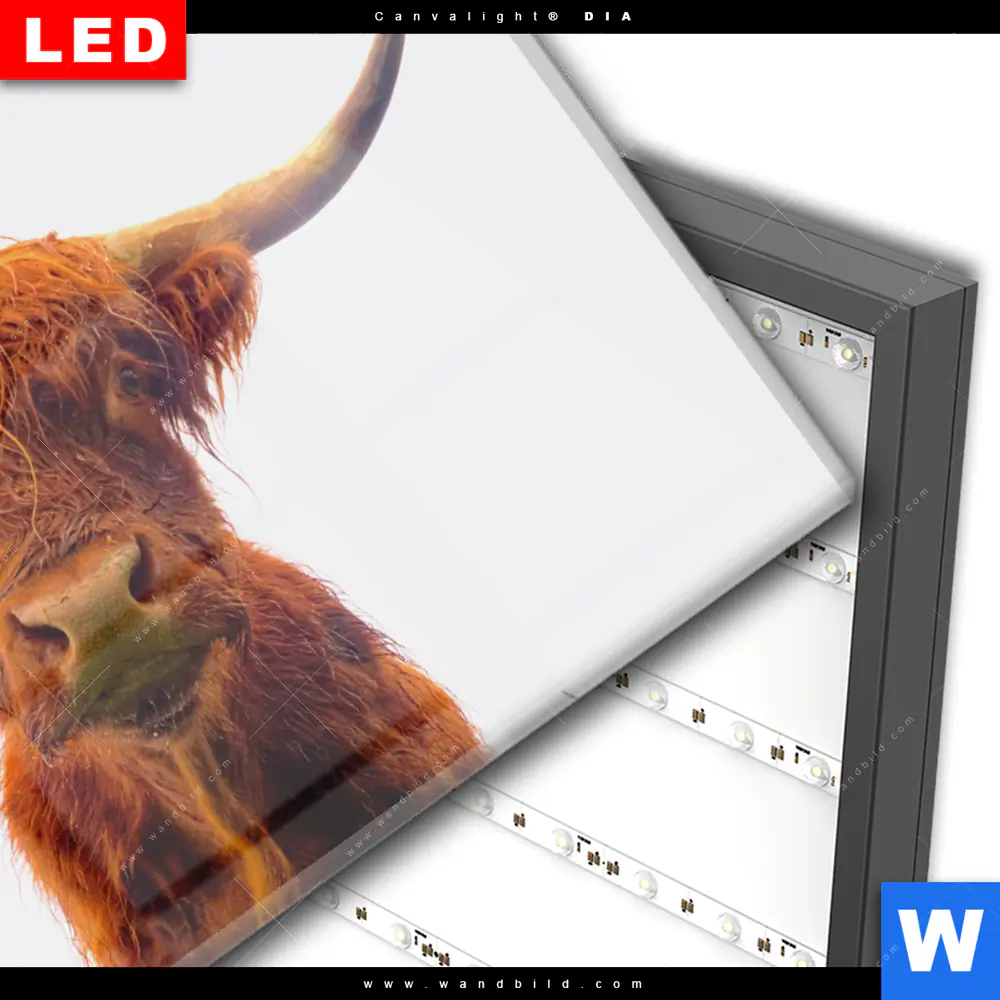 Wechselmotiv Acrylglas Canvalight® DIA | Schottisches Hochlandrind | Querformat - Image 3