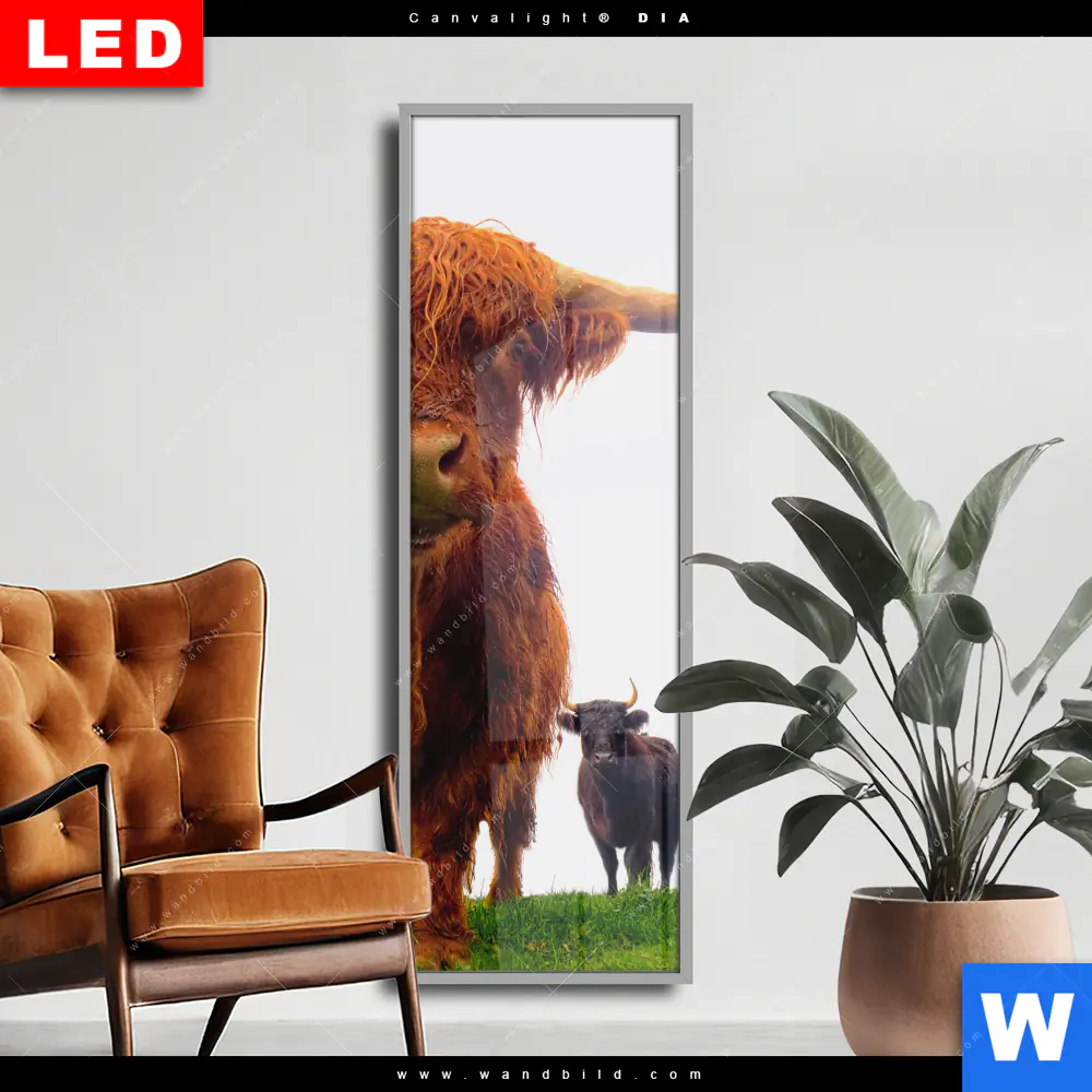 Wechselmotiv Acrylglas Canvalight® DIA | Schottisches Hochlandrind | Schmal