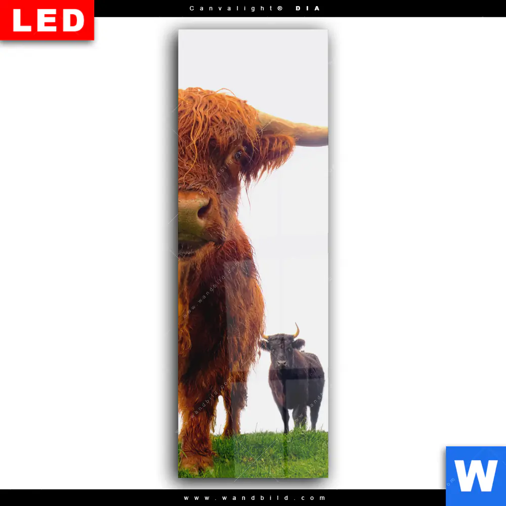 Wechselmotiv Acrylglas Canvalight® DIA | Schottisches Hochlandrind | Schmal - Image 2