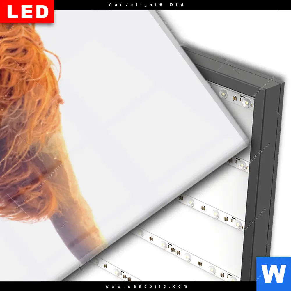 Wechselmotiv Acrylglas Canvalight® DIA | Schottisches Hochlandrind | Schmal - Image 3