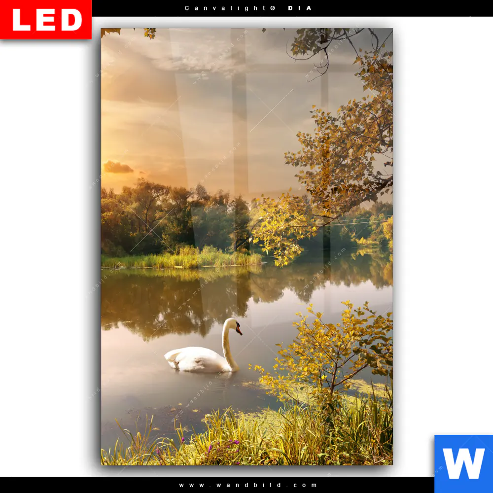 Wechselmotiv Acrylglas Canvalight® DIA | Schwan im Teich | Hochformat - Image 2