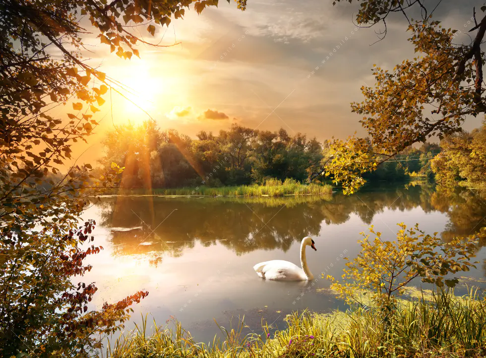 Wechselmotiv Acrylglas Canvalight® DIA | Schwan im Teich | Panorama - Image 5