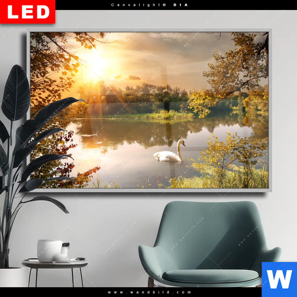 Wechselmotiv Acrylglas Canvalight® DIA | Schwan im Teich | Querformat