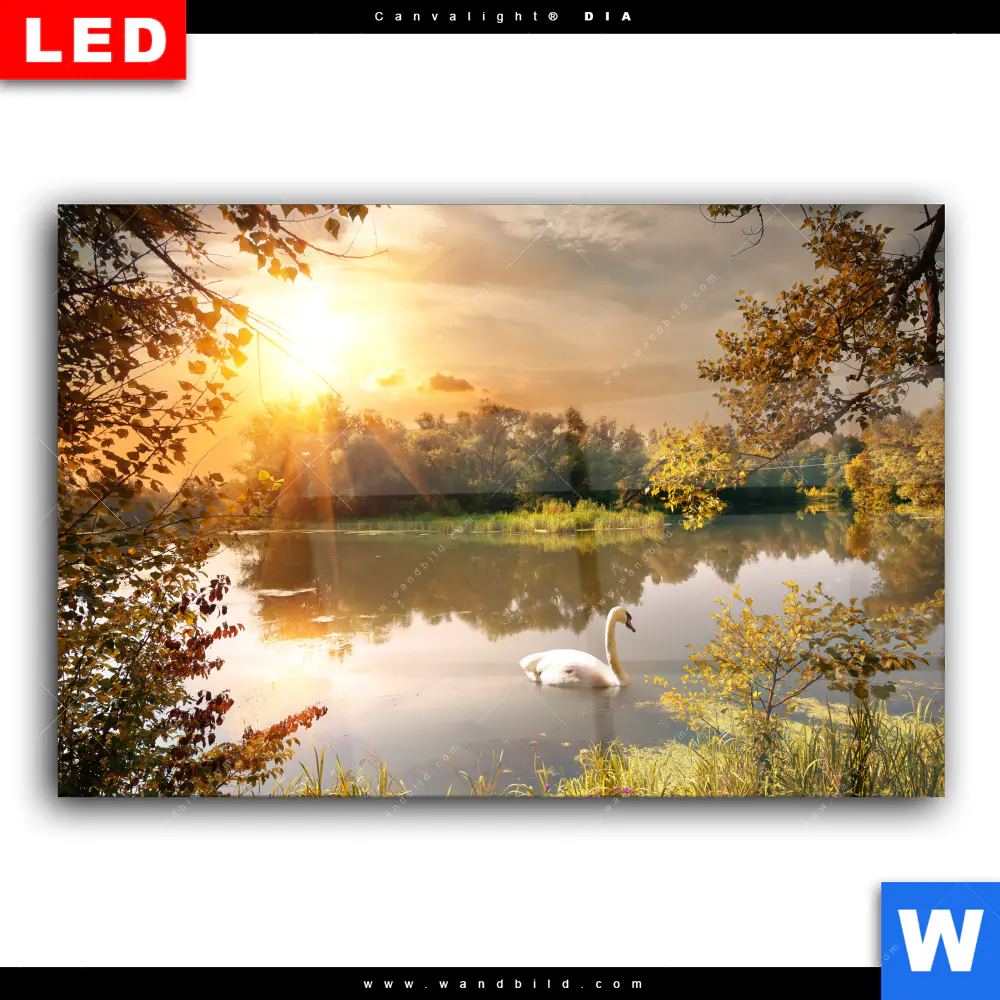 Wechselmotiv Acrylglas Canvalight® DIA | Schwan im Teich | Querformat - Image 2