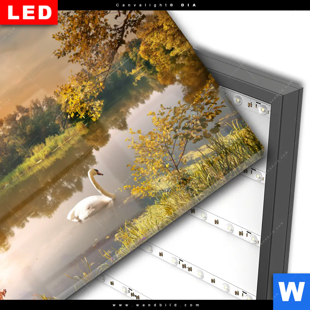 Wechselmotiv Acrylglas Canvalight® DIA | Schwan im Teich | Querformat - Image 3