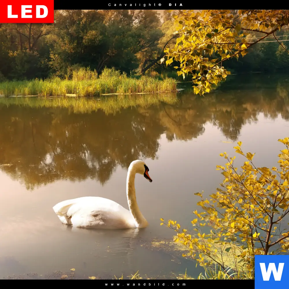 Wechselmotiv Acrylglas Canvalight® DIA | Schwan im Teich | Querformat - Image 4
