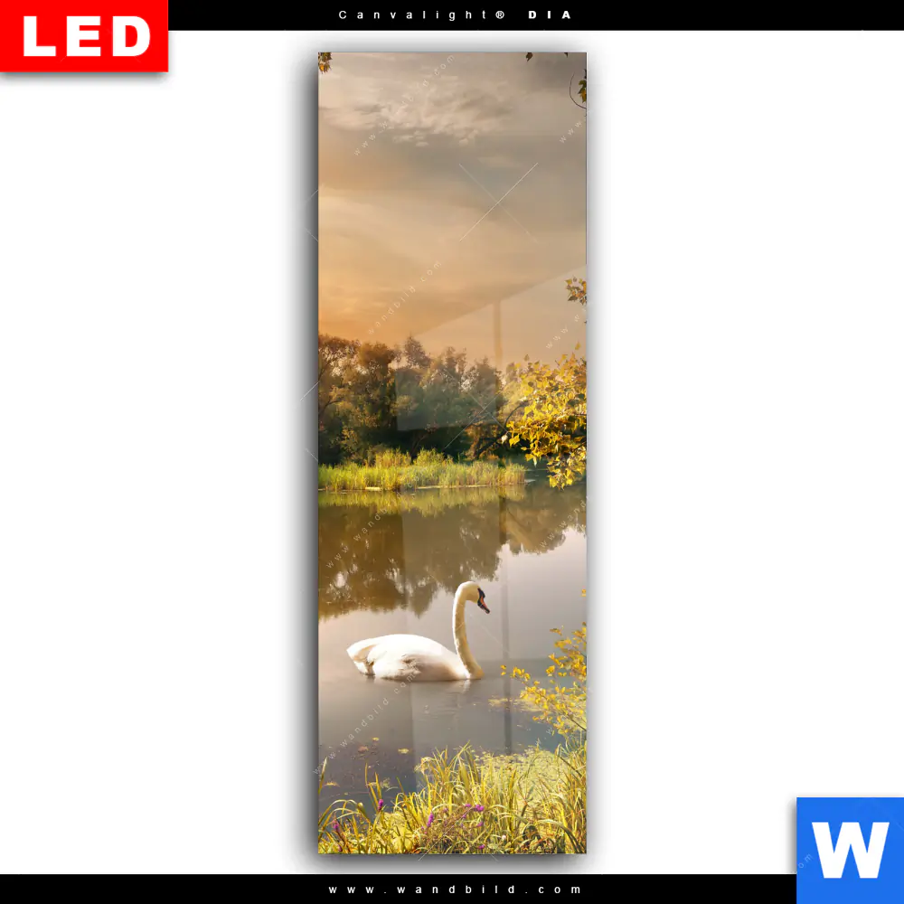 Wechselmotiv Acrylglas Canvalight® DIA | Schwan im Teich | Schmal - Image 2