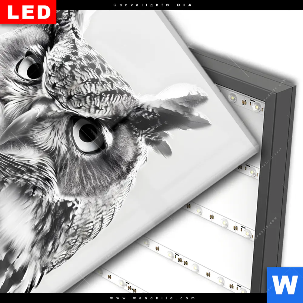 Wechselmotiv Acrylglas Canvalight® DIA | Schwarz-Weiß Eulenportrait | Quadrat - Image 3