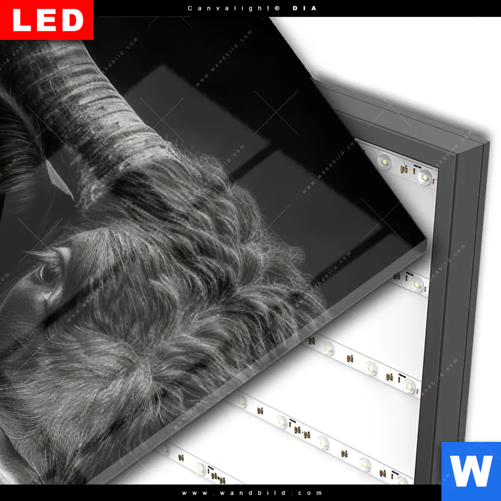 Wechselmotiv Acrylglas Canvalight® DIA | Schwarzer Bulle | Hochformat - Image 3