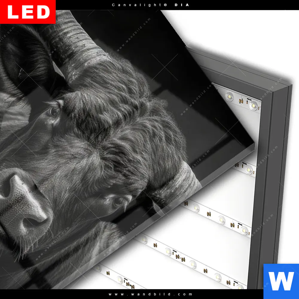 Wechselmotiv Acrylglas Canvalight® DIA | Schwarzer Bulle | Quadrat - Image 3