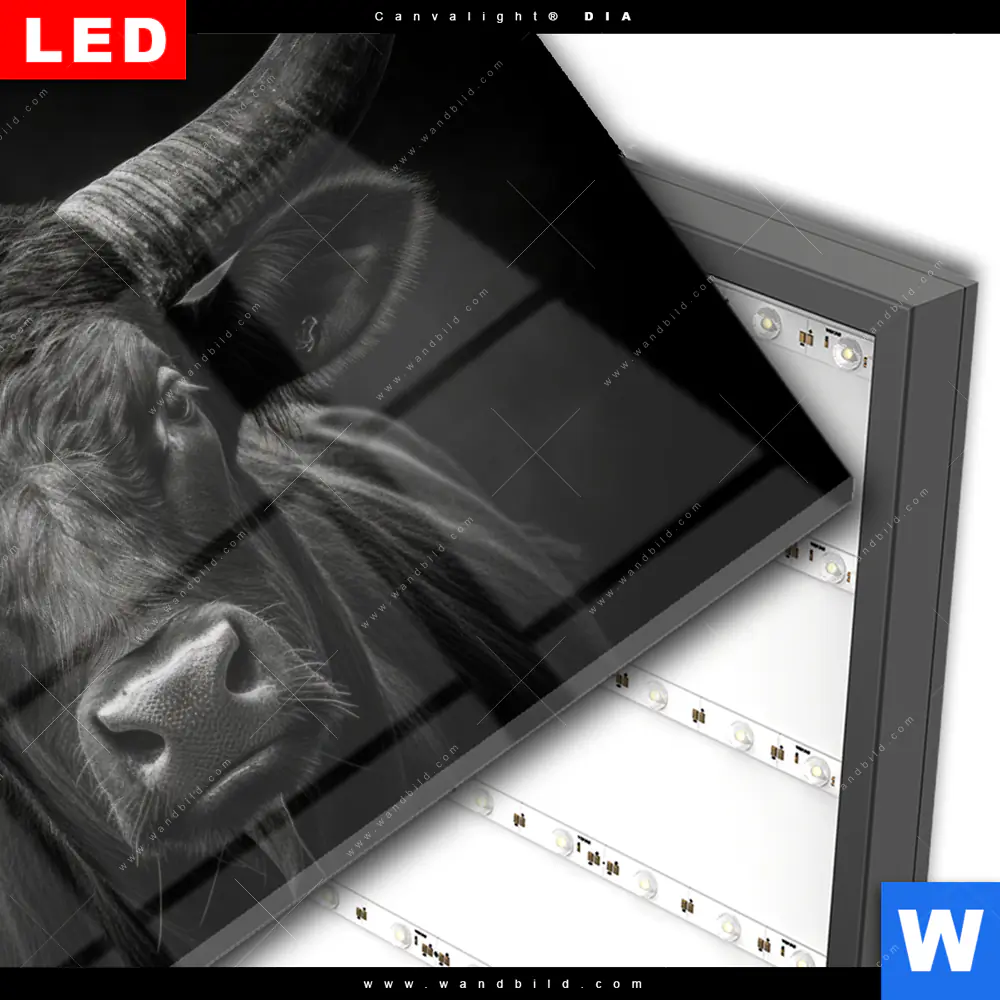Wechselmotiv Acrylglas Canvalight® DIA | Schwarzer Bulle | Querformat - Image 3