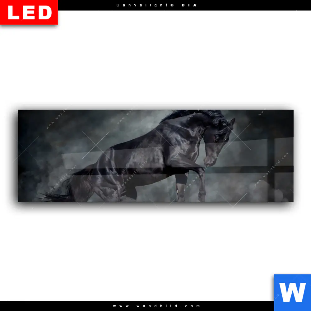 Wechselmotiv Acrylglas Canvalight® DIA | Schwarzer Hengst | Panorama - Image 2