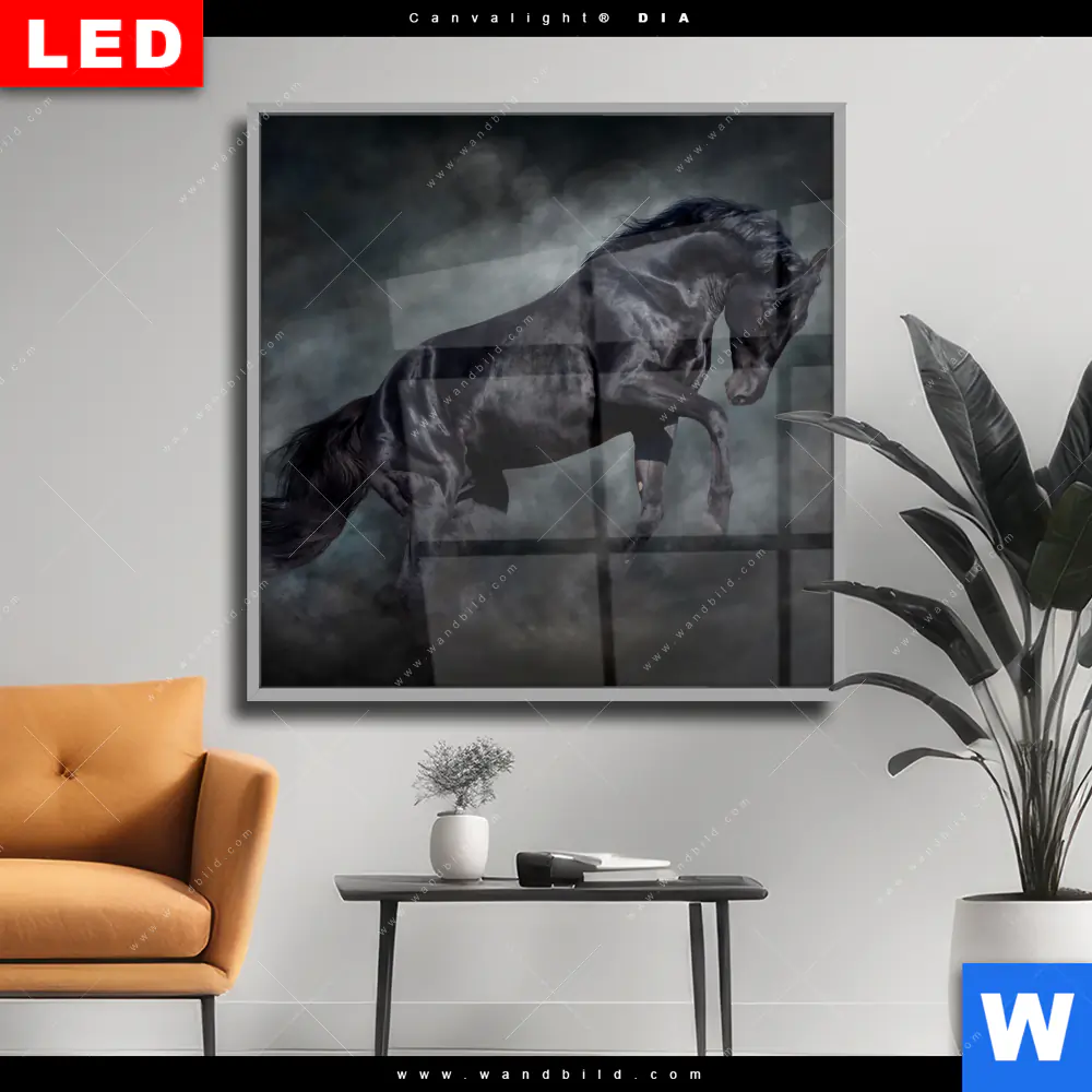 Wechselmotiv Acrylglas Canvalight® DIA | Schwarzer Hengst | Quadrat