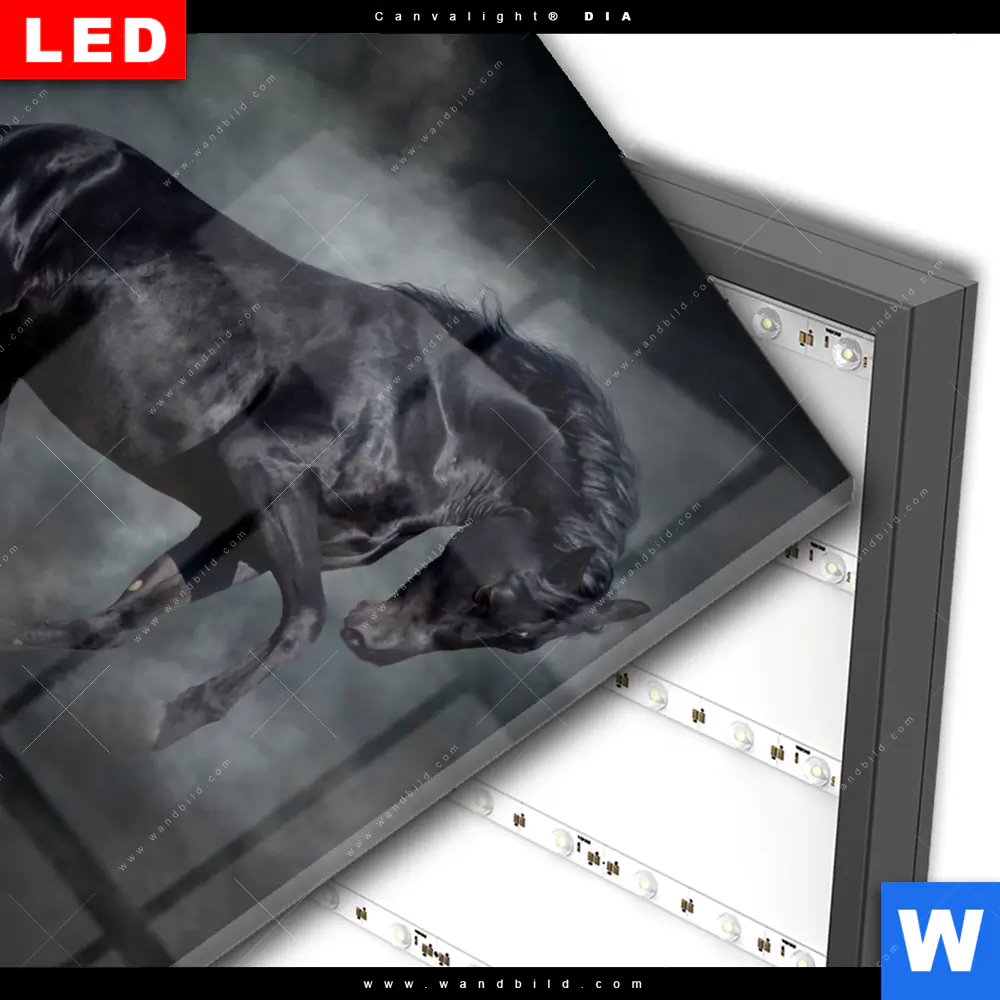 Wechselmotiv Acrylglas Canvalight® DIA | Schwarzer Hengst | Quadrat - Image 3