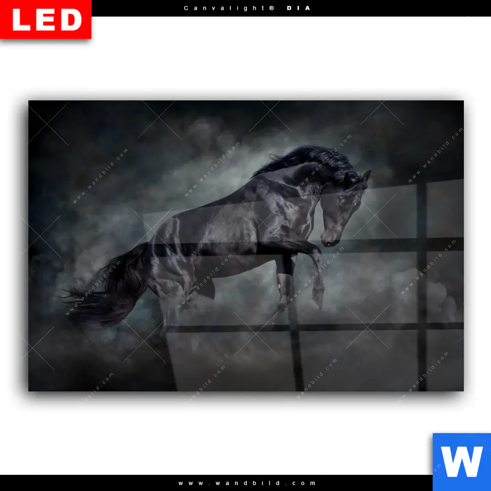 Wechselmotiv Acrylglas Canvalight® DIA | Schwarzer Hengst | Querformat - Image 2