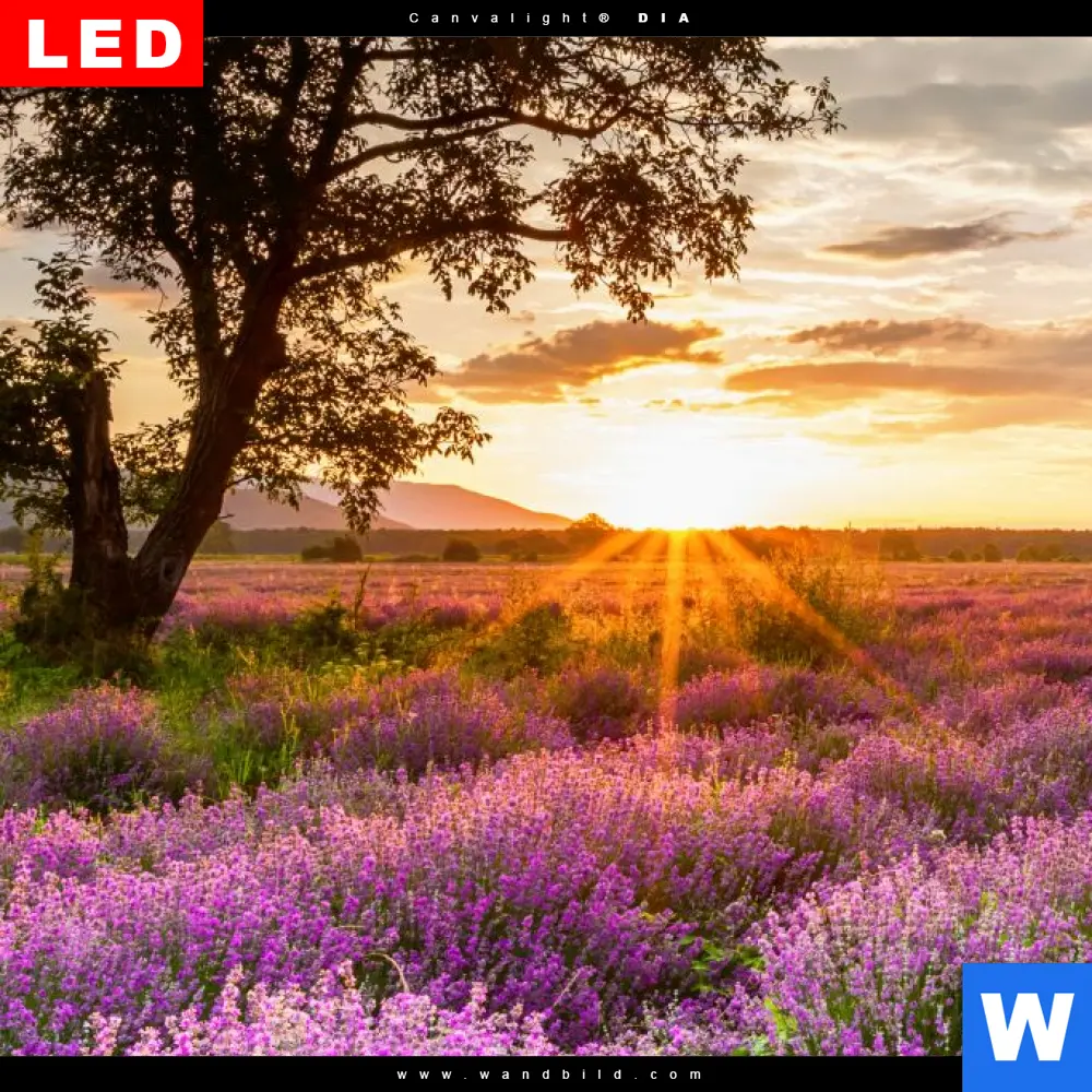 Wechselmotiv Acrylglas Canvalight® DIA | Sonnenaufgang im Lavendelfeld | Panorama - Image 4