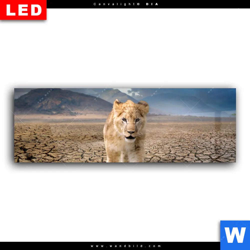 Wechselmotiv Acrylglas Canvalight® DIA | Spiegelbild Löwe & Löwenjunges | Panorama - Image 2