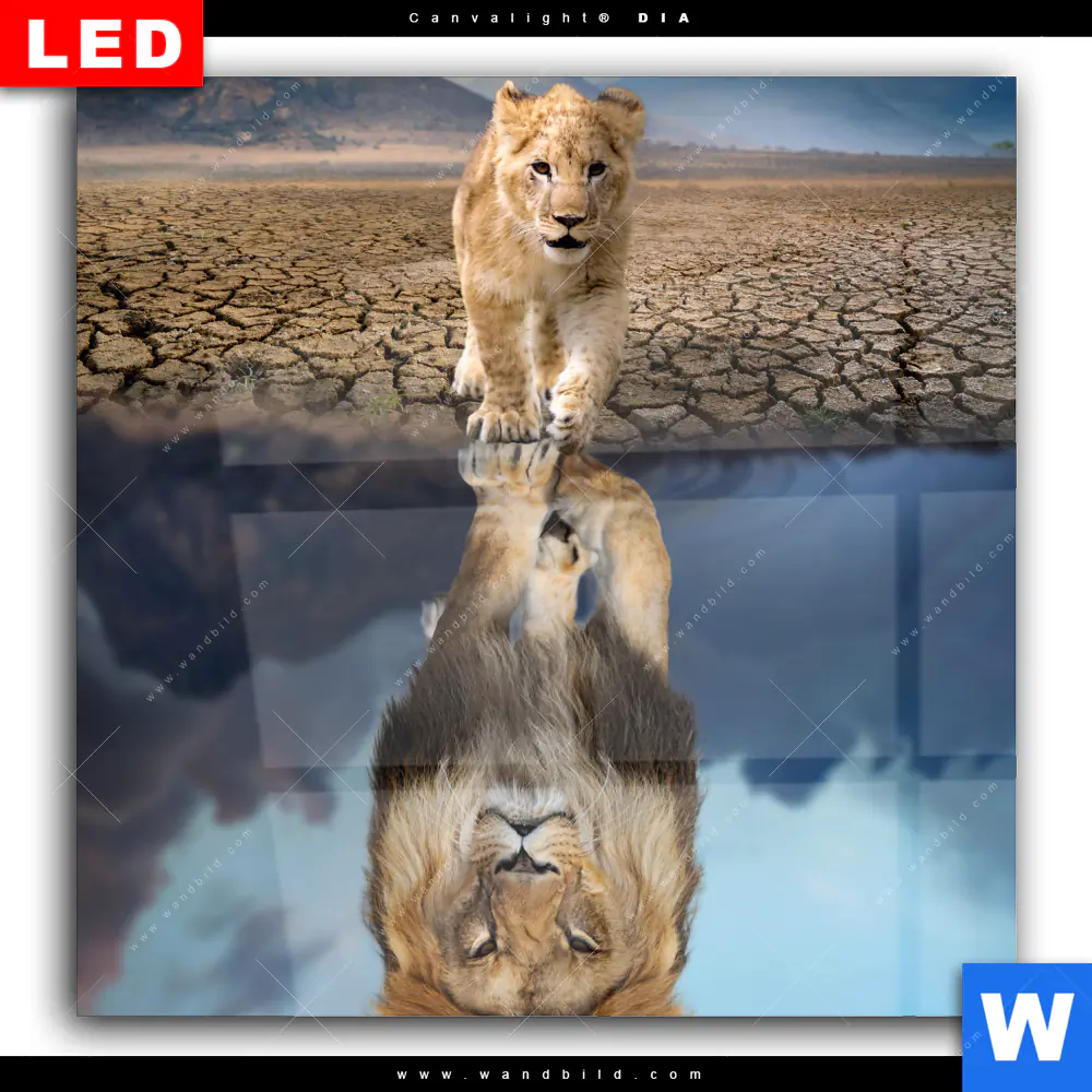 Wechselmotiv Acrylglas Canvalight® DIA | Spiegelbild Löwe & Löwenjunges | Quadrat - Image 2