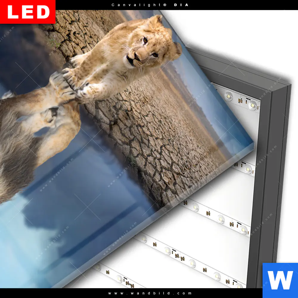 Wechselmotiv Acrylglas Canvalight® DIA | Spiegelbild Löwe & Löwenjunges | Quadrat - Image 3