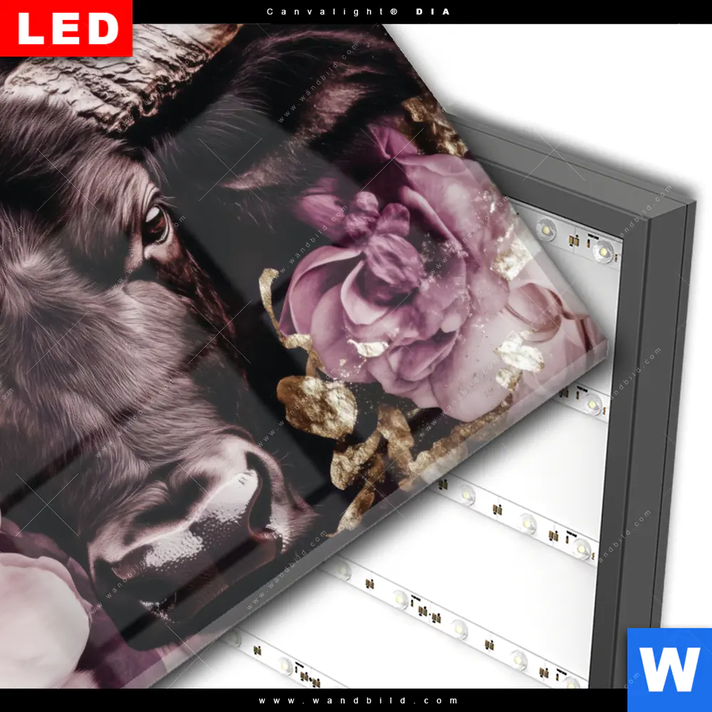Wechselmotiv Acrylglas Canvalight® DIA | Stier mit Blumen | Querformat - Image 3