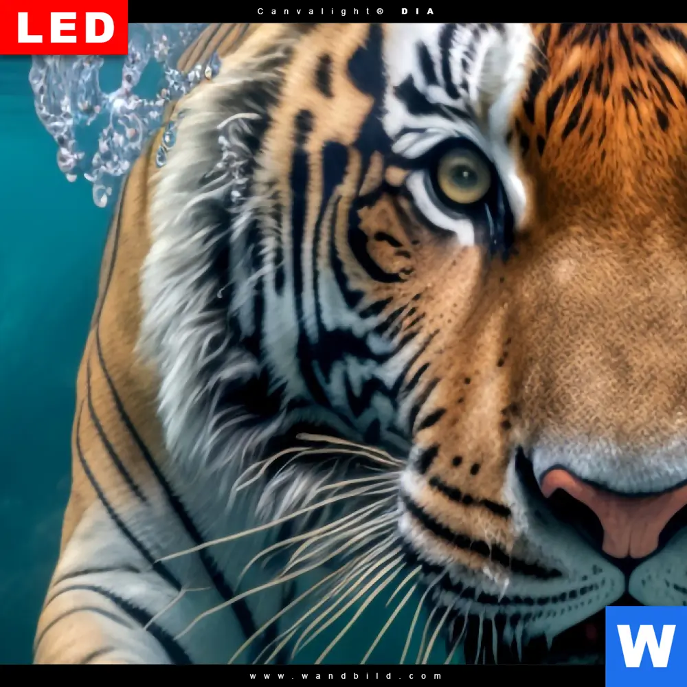 Wechselmotiv Acrylglas Canvalight® DIA | Tauchender Tiger | Panorama - Image 4