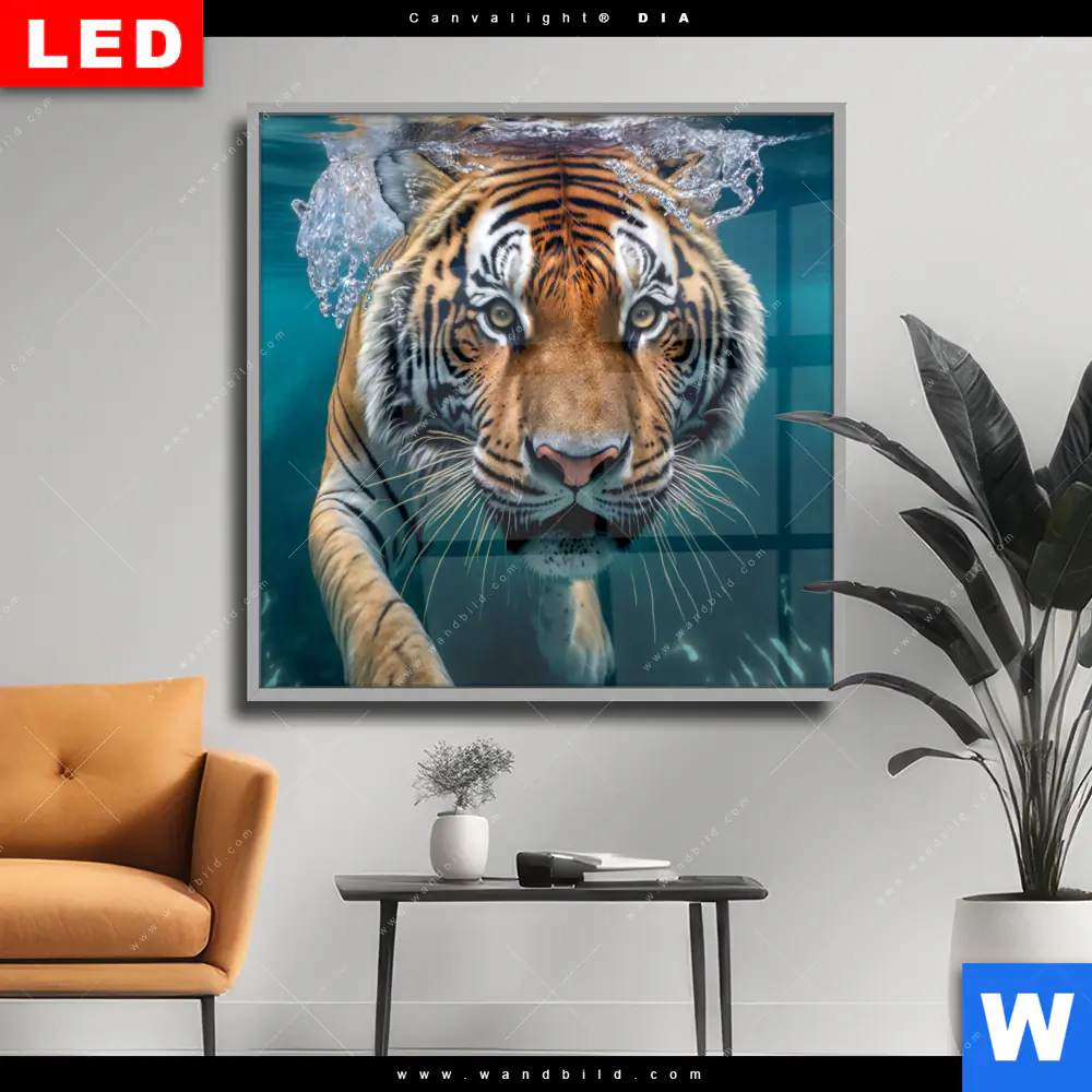 Wechselmotiv Acrylglas Canvalight® DIA | Tauchender Tiger | Quadrat