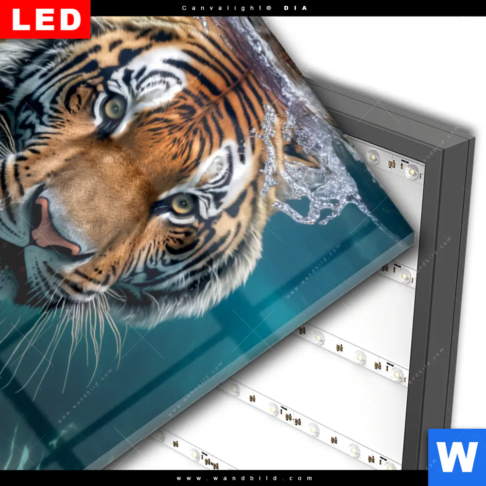 Wechselmotiv Acrylglas Canvalight® DIA | Tauchender Tiger | Quadrat - Image 3