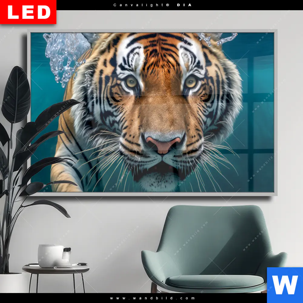 Wechselmotiv Acrylglas Canvalight® DIA | Tauchender Tiger | Querformat