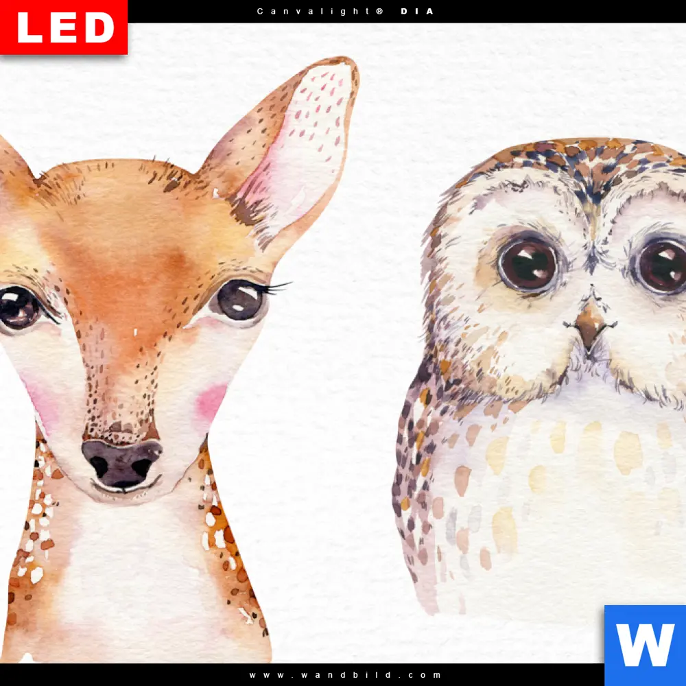 Wechselmotiv Acrylglas Canvalight® DIA | Tiere des Waldes | Querformat - Image 4