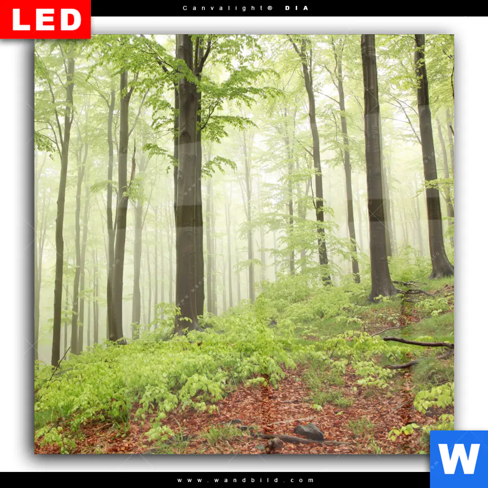 Wechselmotiv Acrylglas Canvalight® DIA | Unberührte Natur - Der Wald | Quadrat - Image 2